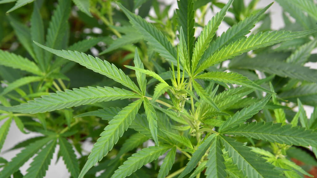 Benefits of Hemp Not CBD Product for Eczema.